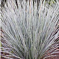 Festuca glauca