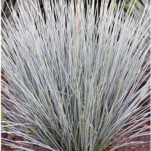 Festuca glauca
