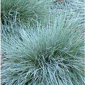 Festuca glauca 'Elijah Blue'