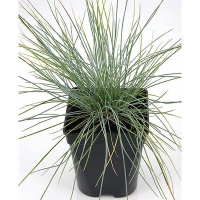 Festuca glauca 'Elijah Blue'