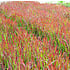 Imperata cylindrica 'Red Baron'