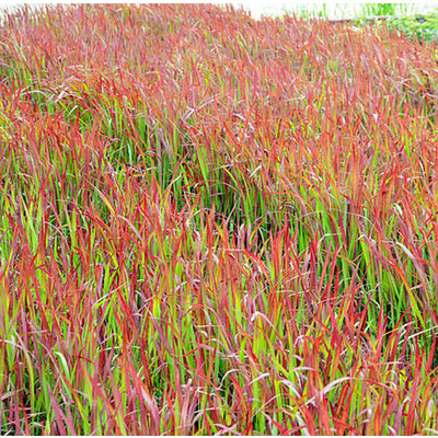 Imperata cylindrica 'Red Baron'