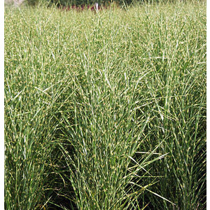 Miscanthus sinensis 'Zebrinus'