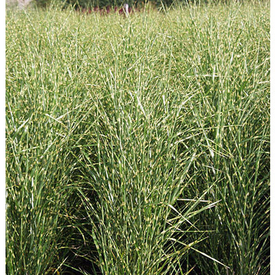 Miscanthus sinensis 'Zebrinus'