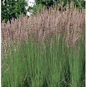 Molinia caerulea 'Moorhexe'