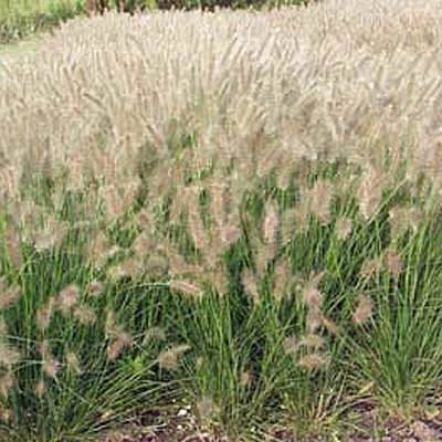 Pennisetum alopecuroides 'Hameln'