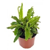 Asplenium scolopendrium, evergreen