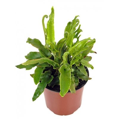Asplenium scolopendrium, evergreen