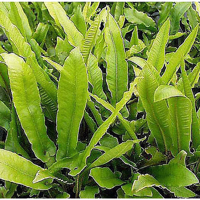 Asplenium scolopendrium, evergreen