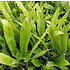 Asplenium scolopendrium, evergreen
