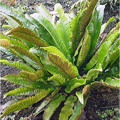 Asplenium scolopendrium, evergreen