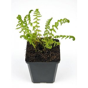 Athyrium filix-femina