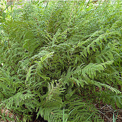 Athyrium filix-femina