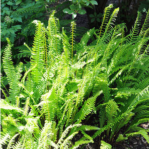 Blechnum spicant