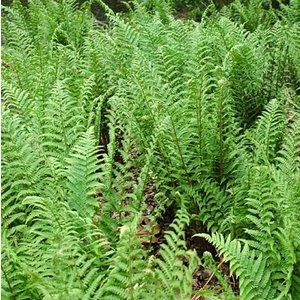 Dryopteris filix-mas