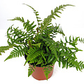 Dryopteris affinis
