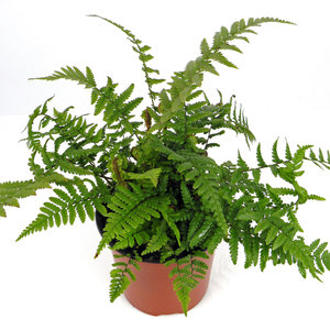 Dryopteris affinis