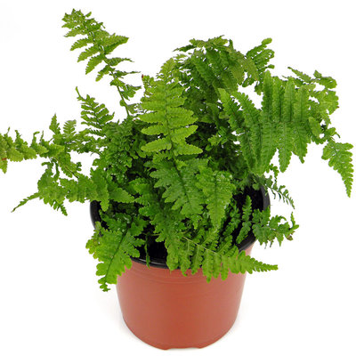 Dryopteris affinis 'Crispa'