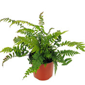 Dryopteris atrata