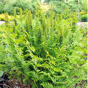 Osmunda regalis