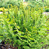 Osmunda regalis