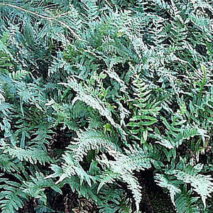 Polypodium vulgare