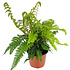 Polystichum polyblepharum