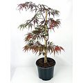 Acer palmatum Garnet