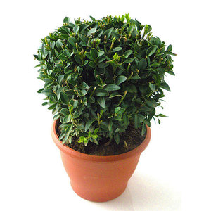 Buxus sempervirens, Bolvorm