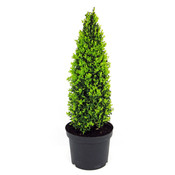 Buxus sempervirens, Pyramidevorm