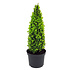 Buxus sempervirens, Pyramidevorm