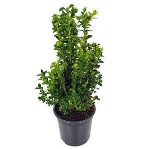 Buxus sempervirens, Haagvorm in pot