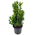 Buxus sempervirens, Haagvorm in pot