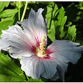 Hibiscus, lichtroze-rood