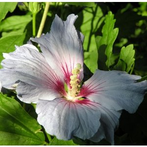 Hibiscus, lichtroze-rood