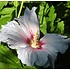 Hibiscus, lichtroze-rood