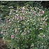 Rijke bloeier! Wit-rode Hibiscus voor in de tuin.