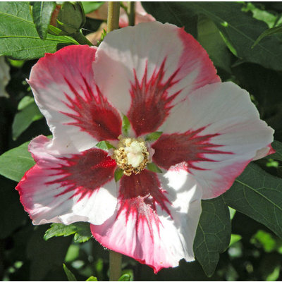 Rijke bloeier! Wit-rode Hibiscus voor in de tuin.