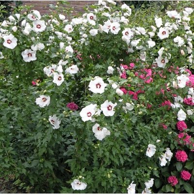 Rijke bloeier! Wit-rode Hibiscus voor in de tuin.