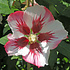 Rijke bloeier! Wit-rode Hibiscus voor in de tuin.