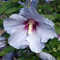 Hibiscus blauw-paars