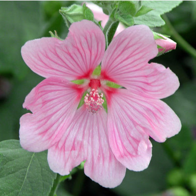 Hibiscus roze-rood