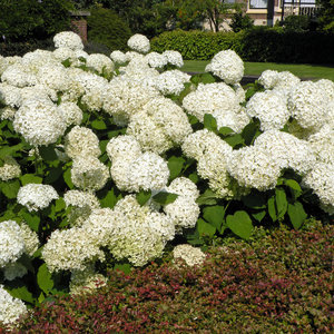 Verse tuinhortensia 'Annabelle'. Populaire groen-witte zomerbloeier!