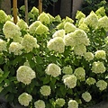 Pluimhortensia Grandiflora, wit