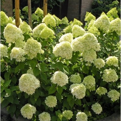 Pluimhortensia Grandiflora, wit