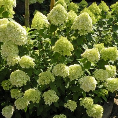 Pluimhortensia Grandiflora, wit