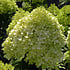 Pluimhortensia Grandiflora, wit