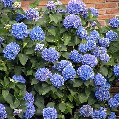 Verse tuinhortensia's. Populaire zomerbloeiers voor in de tuin!