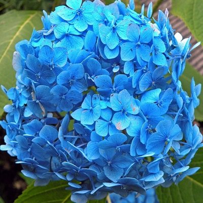 Verse tuinhortensia's. Populaire zomerbloeiers voor in de tuin!