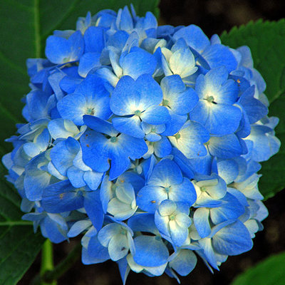 Verse tuinhortensia's. Populaire zomerbloeiers voor in de tuin!